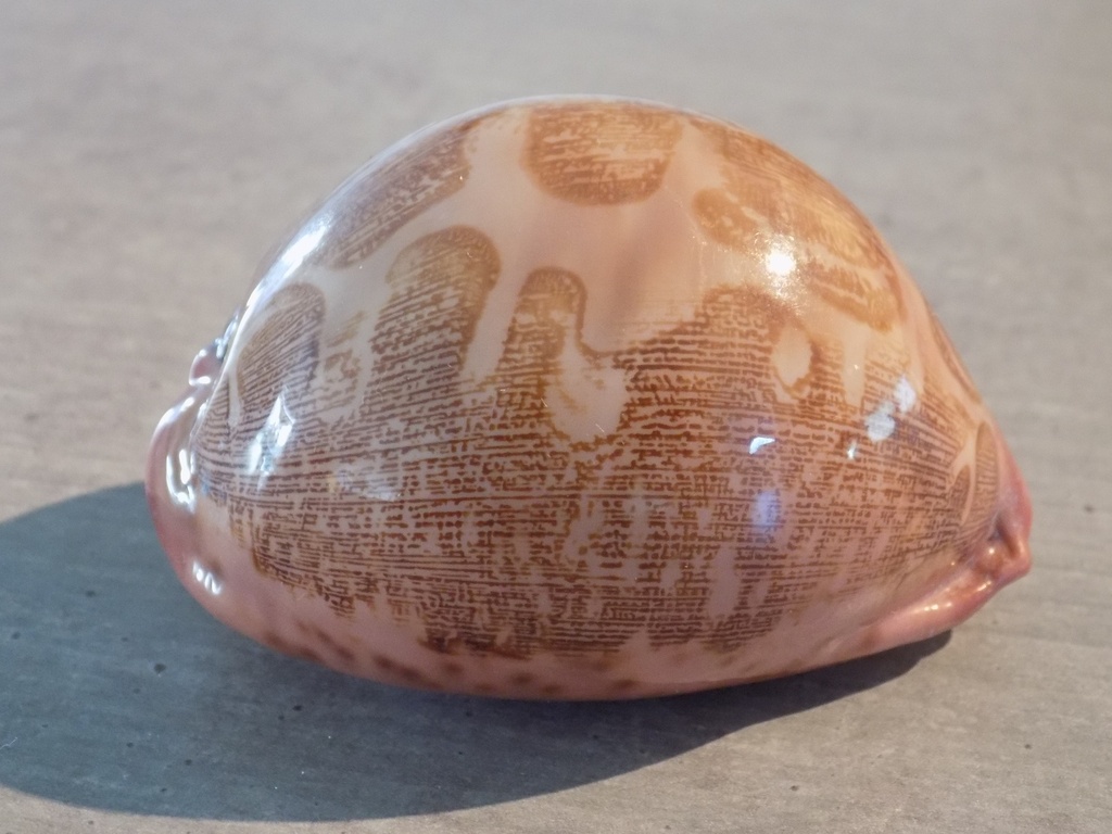 CYPRAEA LEPORICYPRAEA MAPPA PANERITHRA XL