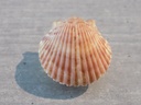 PECTINIDAE ARGOPECTEN GIBBUS