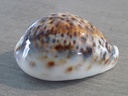 CYPRAEA TIGRIS F.LYNCICHROA XL