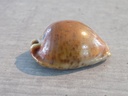 CYPRAEA TRONA STERCORARIA Rusty Naine