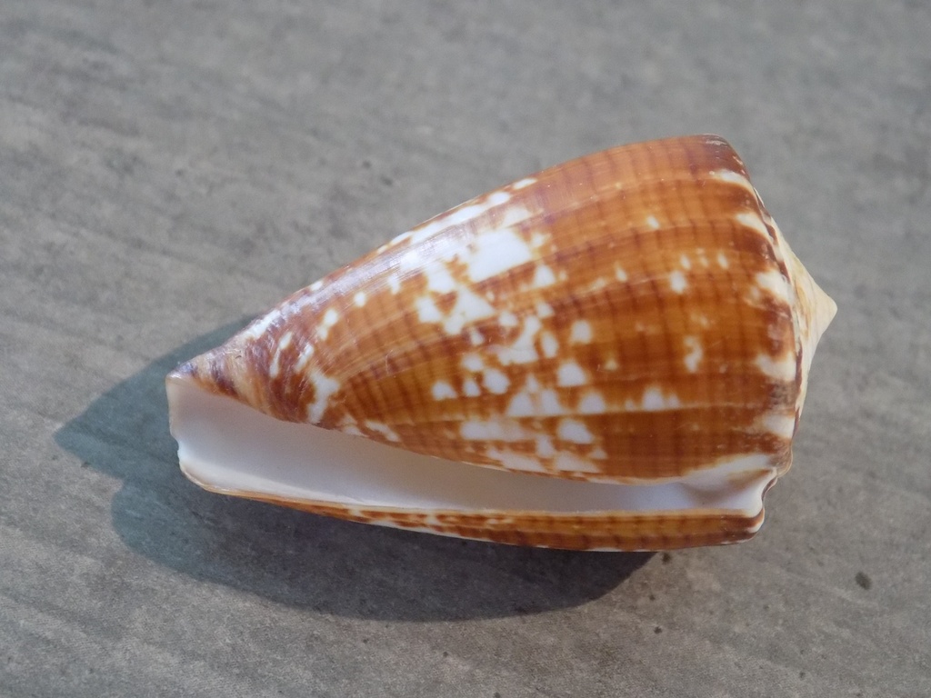 CONIDAE CONUS ATERALBUS