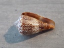 CONIDAE CONUS DELANNOYI