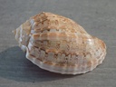 HARPIDAE HARPA CRENATA XL