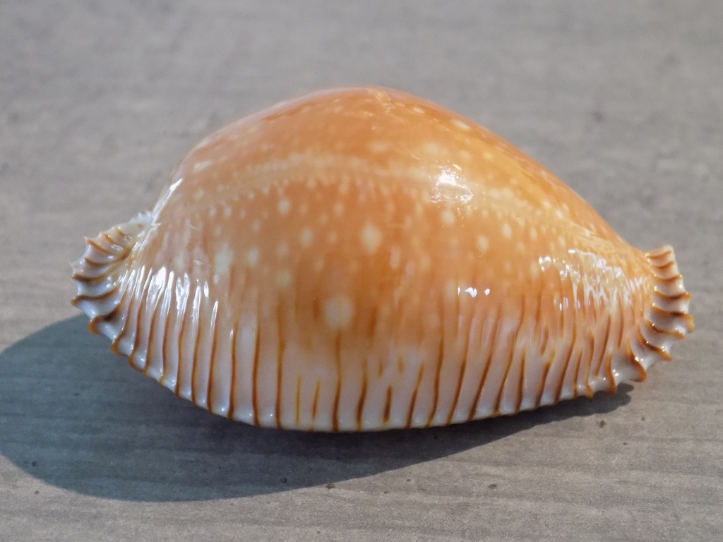 CYPRAEA PERISEROSA GUTTATA GUTTATA XL