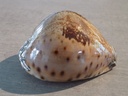 CYPRAEA LEPORICYPRAEA VALENTIA XL