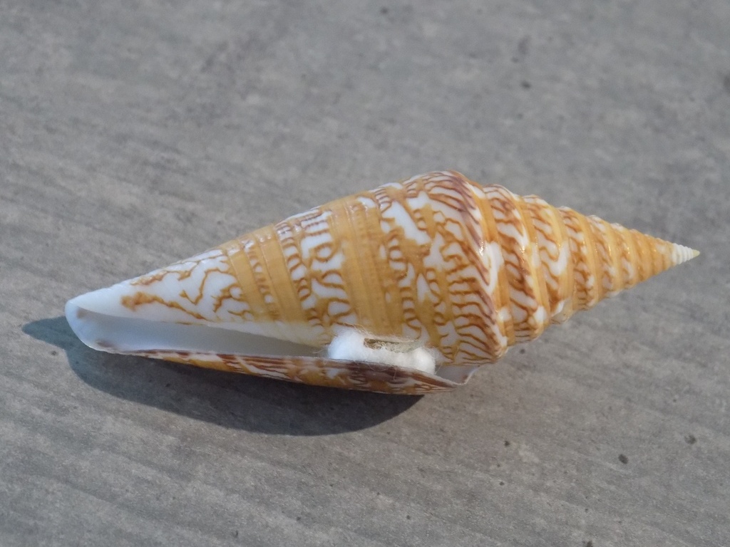 CONIDAE CONUS EXCELSUS  G+++