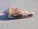 CONIDAE CYLINDER BENGALENSIS