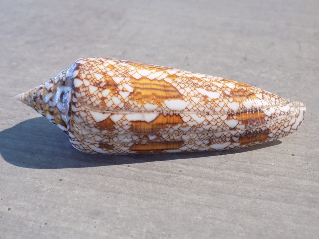 CONIDAE CYLINDER BENGALENSIS