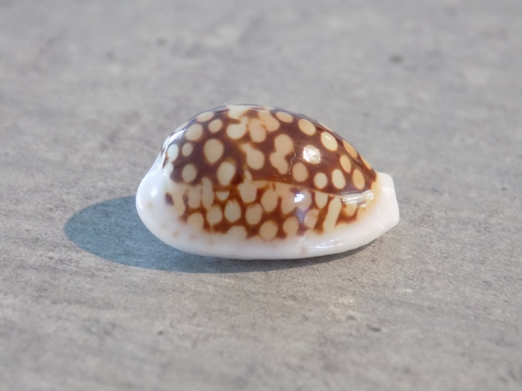 CYPRAEA C.CRIBRARIA COMMA TOLIARENSIS