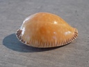 CYPRAEA PERISS.GUTTATA SURIMENSIS