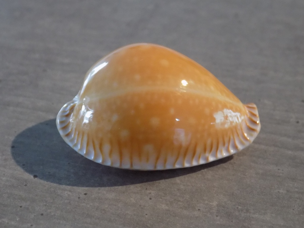 CYPRAEA PERISS.GUTTATA AZUMAI