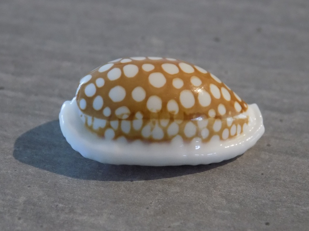 CYPRAEA C.CRIBRARIA ZADELA XL