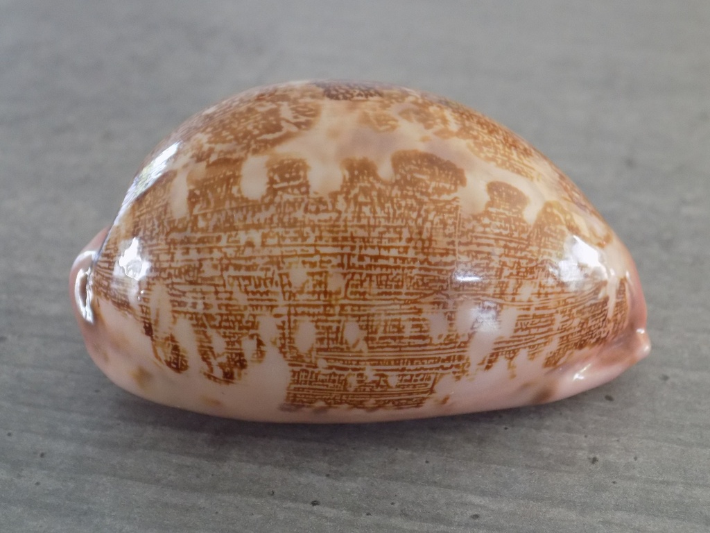 CYPRAEA LEPOR.M.VIRIDIS Montrouzieri