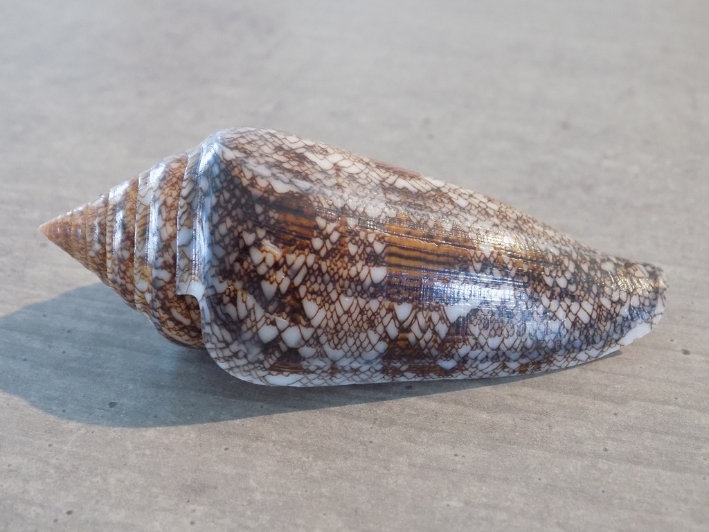 CONIDAE CYLINDER GLORIAMARIS FELICIAE