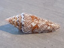 CONIDAE CYLINDER BENGALENSIS SUMBAWAENSIS