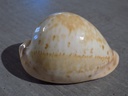 CYPRAEA LEPORICYPRAEA VALENCIA XL