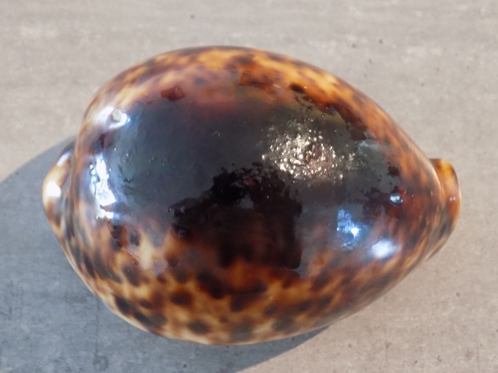 CYPRAEA TIGRIS TIGRIS Black