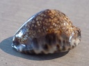 CYPRAEA M.MACULIFERA HAWAIIENSIS