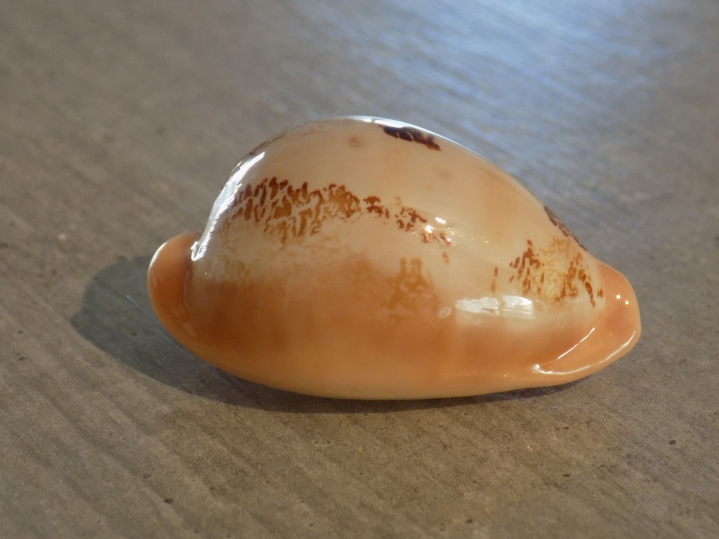 CYPRAEA AUSTRASIATICA SAKURAI