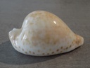 CYPRAEA UMBILIA HESITATA HESITATA