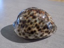 CYPRAEA TIGRIS TIGRIS XL