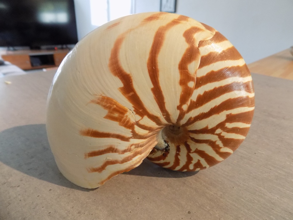 NAUTILIDAE NAUTILUS POMPILUS