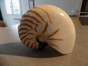 NAUTILIDAE NAUTILUS POMPILUS