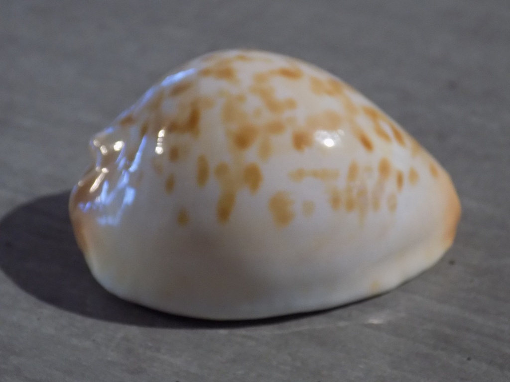 CYPRAEA ZOILA JEANIANA AURATA