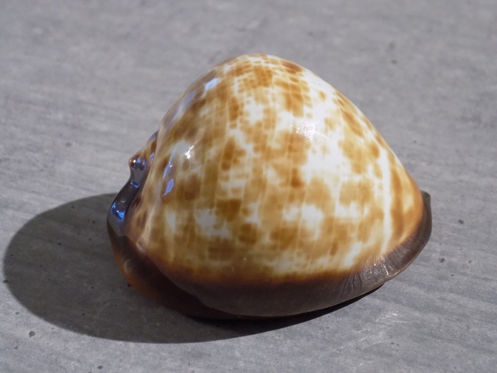 CYPRAEA ZOILA DECIPIENS