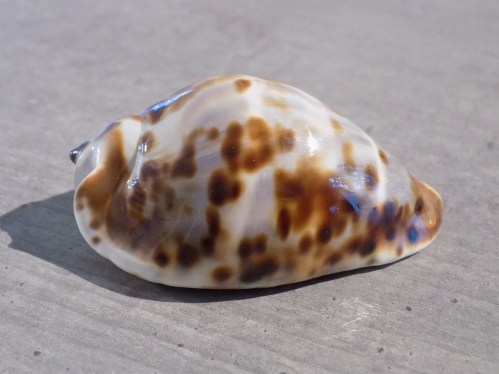 CYPRAEA ZOILA FRIENDII FRIENDII