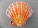 PECTINIDAE NODIPECTEN SUBNODOSUS