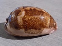 CYPRAEA LEPORICY.MAPPA VIRIDIS Montrouzieri Niger