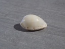 CYPRAEA NOTOCYPRAEA COMPTONII MAYI 