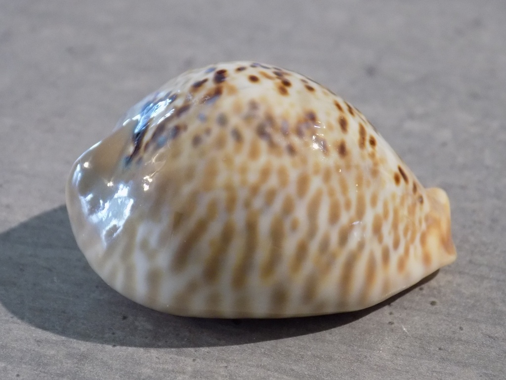 CYPRAEA MURACYPRAEA MUS DONMOOREI 