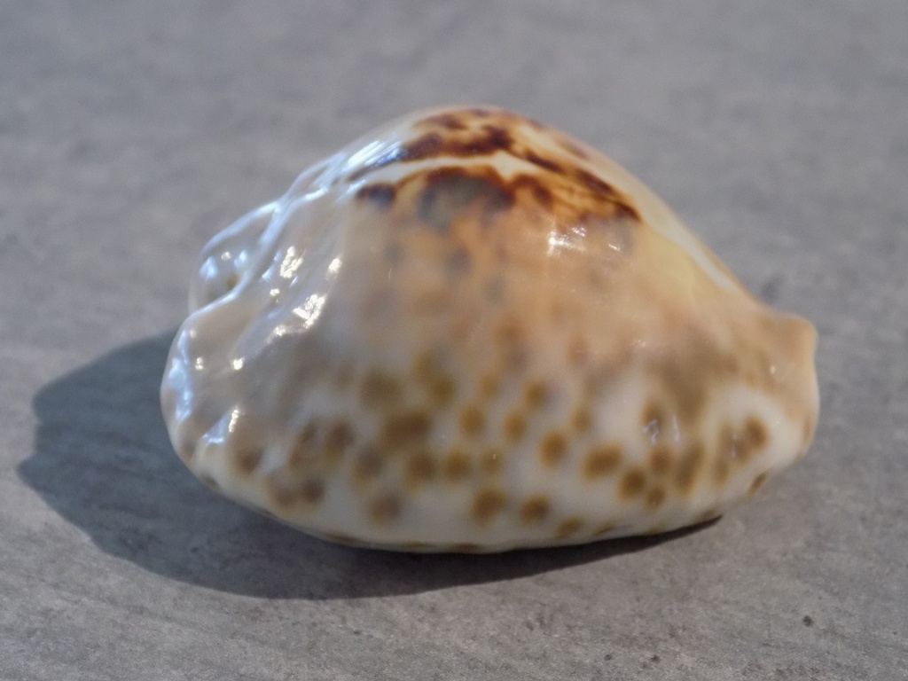 CYPRAEA BARYCYPRAEA TEULEREI