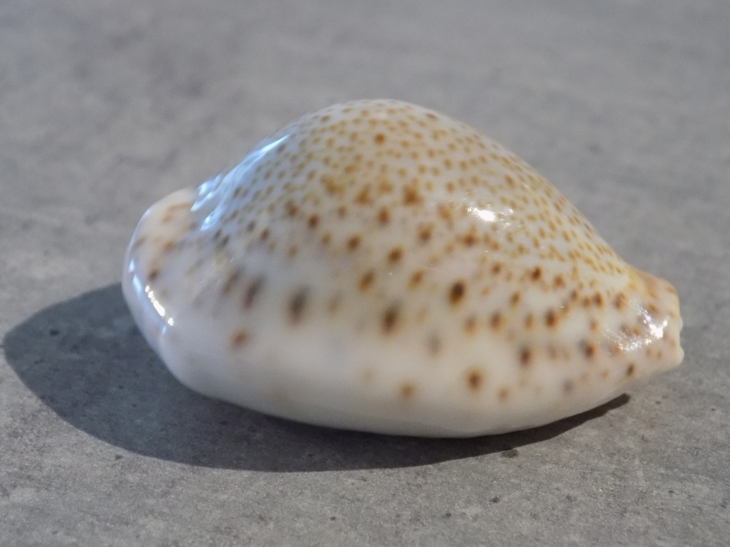 CYPRAEA ERROSARIA TURDUS TURDUS XL