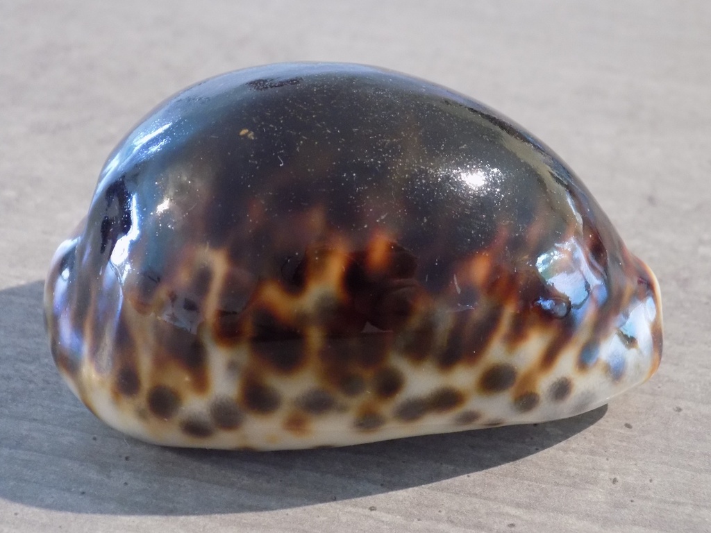 CYPRAEA TIGRIS BLACK