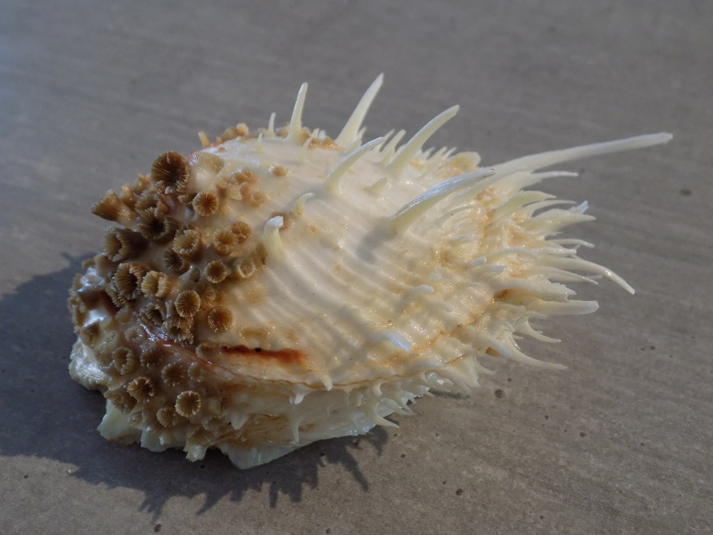 SPONDYLIDAE SPONDYLUS AMERICANUS