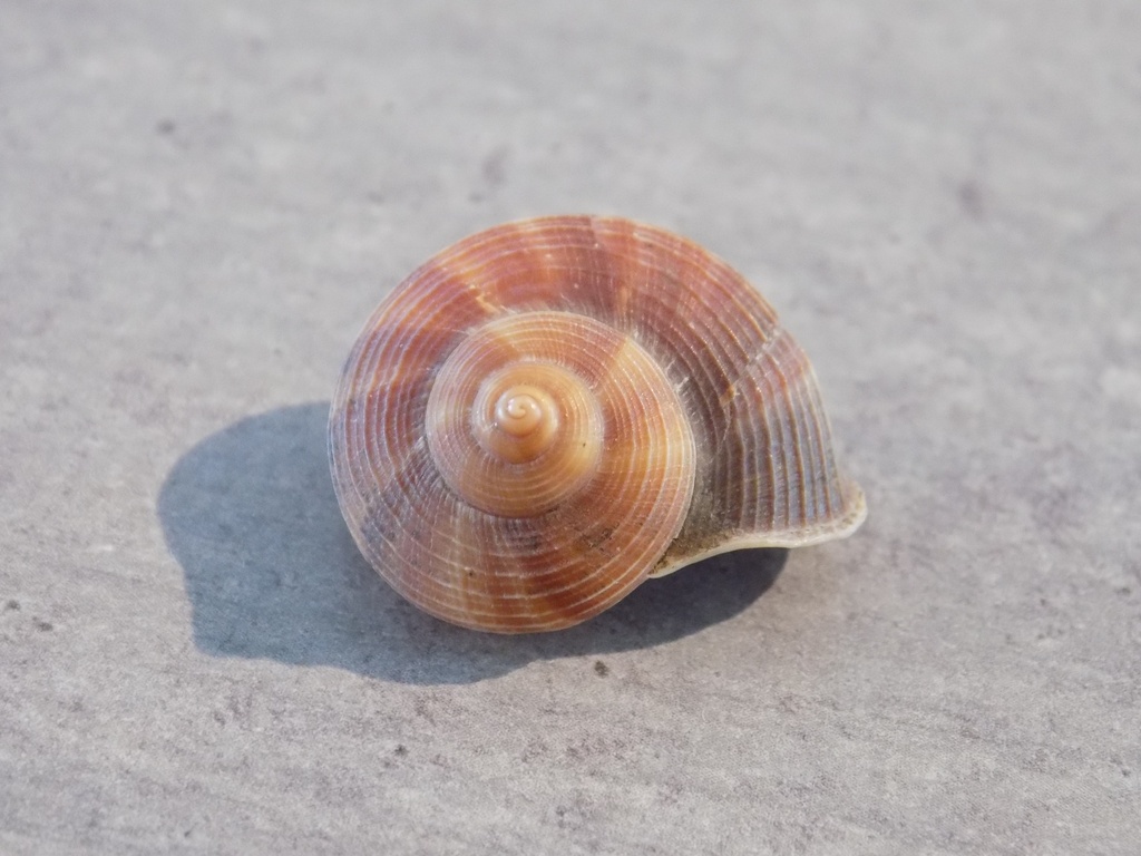 TERREST.HELICIDAE TROPIDOPHORA FULVESCENS