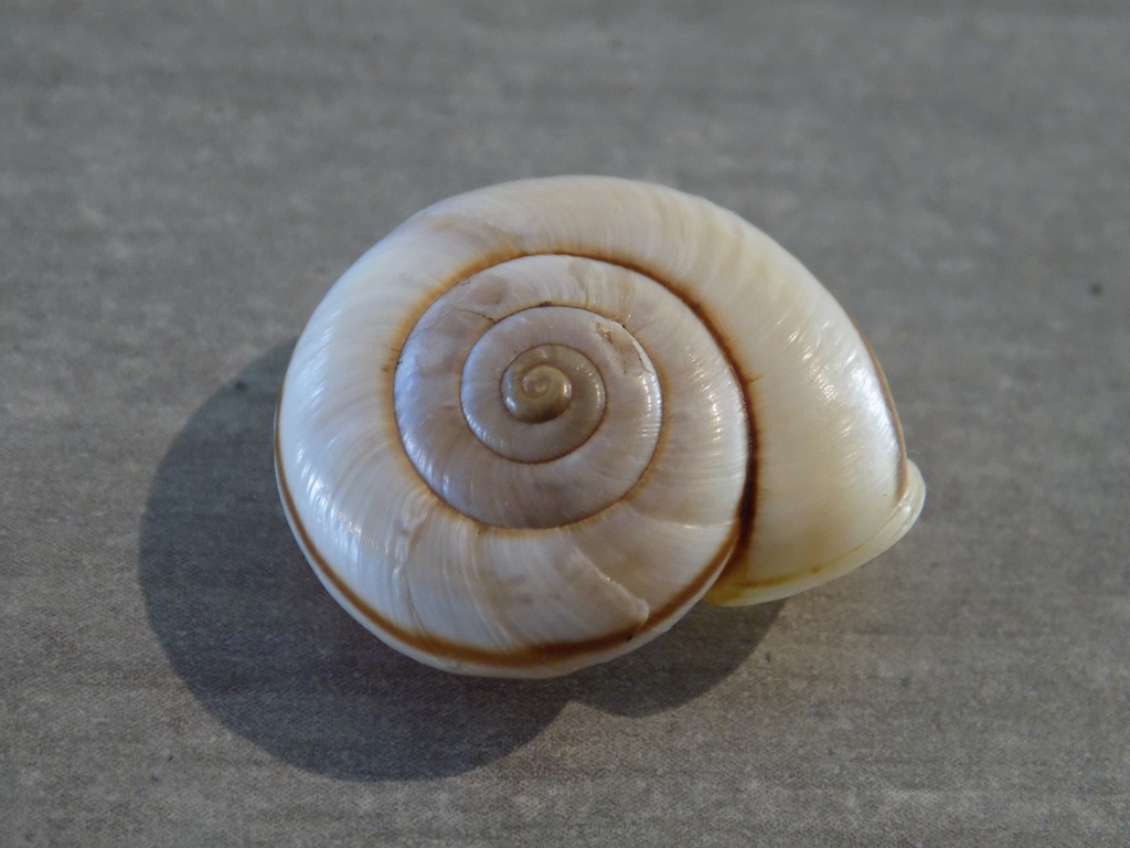 TERREST.HELICIDAE CHILOSTOMA CINGULUM CINGULUM