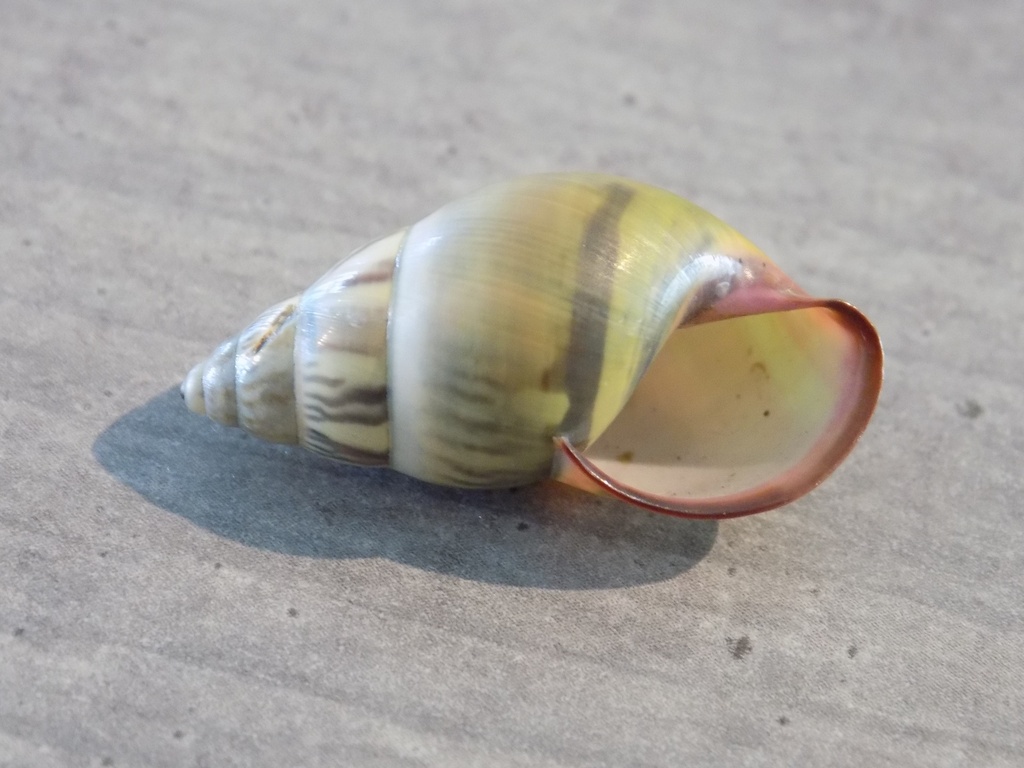 TERREST.CAMAEIDAE AMPHIDROMUS DAOAE