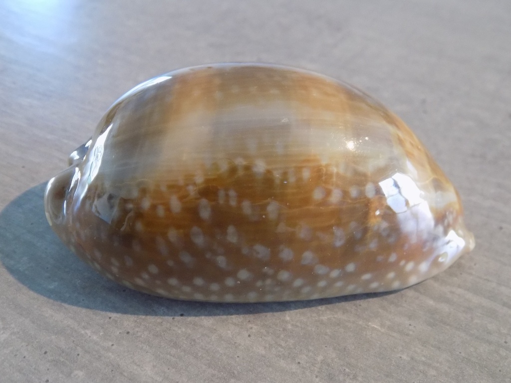 CYPRAEA MACROCYPRAEA CERVINETTA