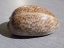 CYPRAEA MACROCYPRAEA CERVUS