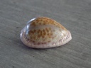 CYPRAEA NARIA MARGINALIS