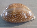 CYPRAEA MACROCYPRAEA CERVUS