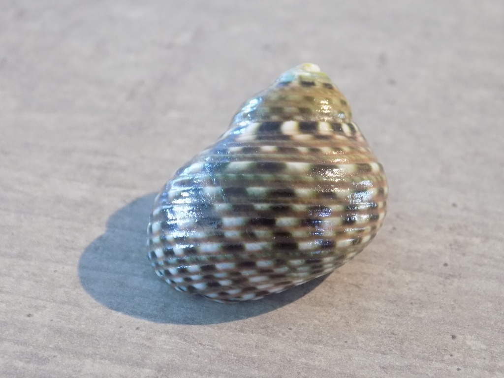 TROCHIDAE MONODONTA CANALIFERA