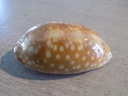 CYPRAEA MACROCYPRAEA ZEBRA