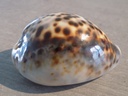 CYPRAEA TIGRIS F.LYNCICHROA