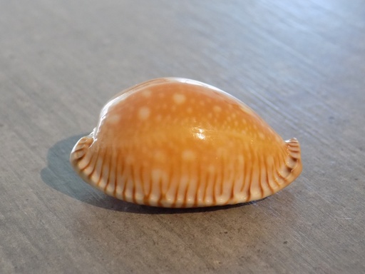 CYPRAEA PERISSEROSA GUTTATA AZUMAI