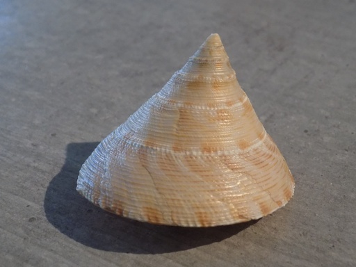 CALLIOSTOMATIDAE CALLIOSTOMA FORMOSENSE 